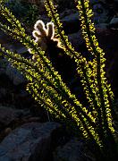 Ocotillo, Fouquieria splendens 0767